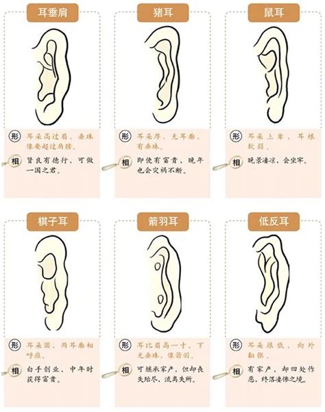 耳珠朝口 面相|面相耳朵图解【最详细版】 – 杨易德全集官网